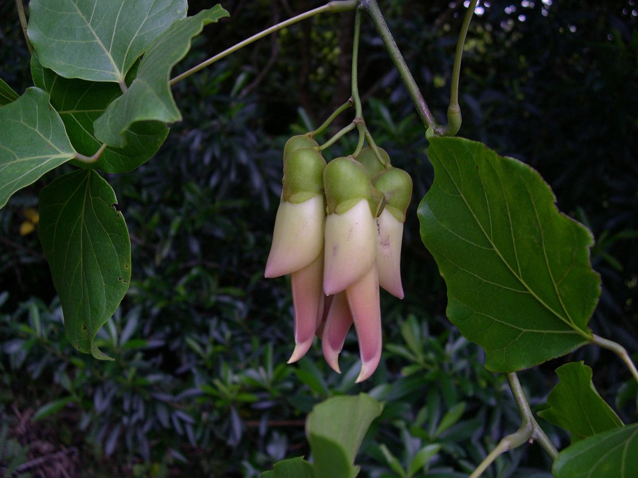 Mucuna neocaledonica flower