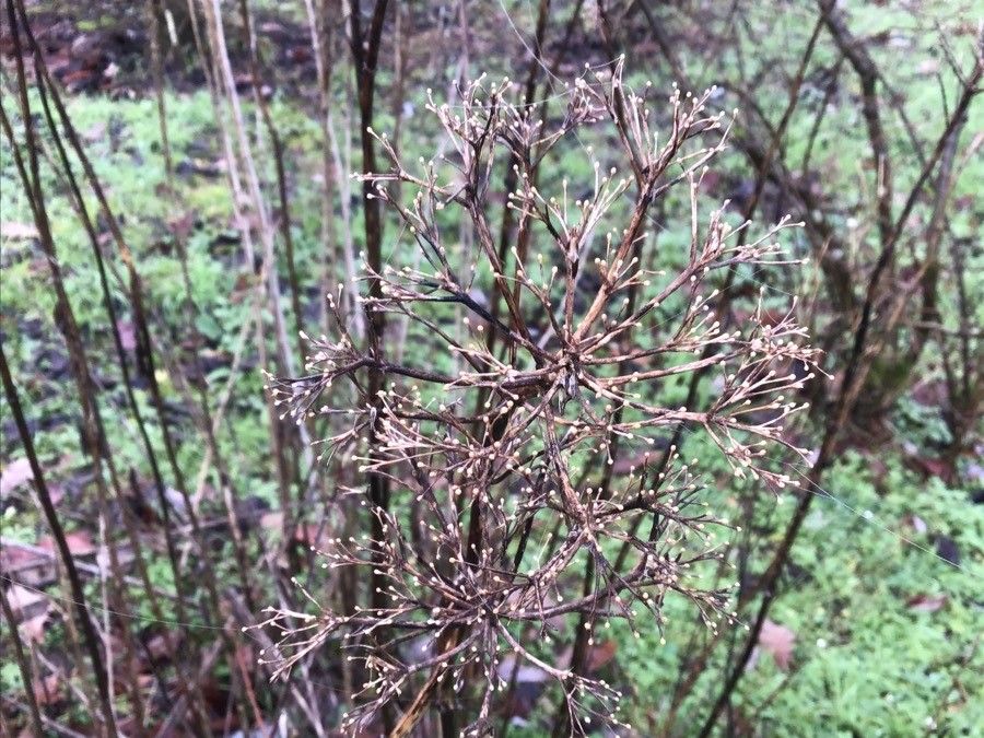 Eupatorium maculatum flower