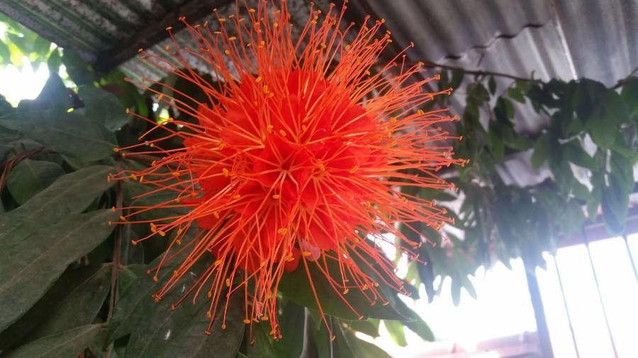 Brownea rosa-de-monte — related species from the same genus