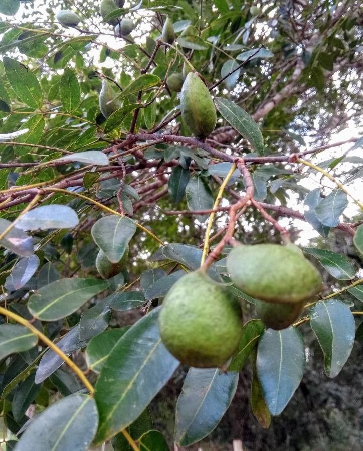 Copaifera langsdorffii fruit