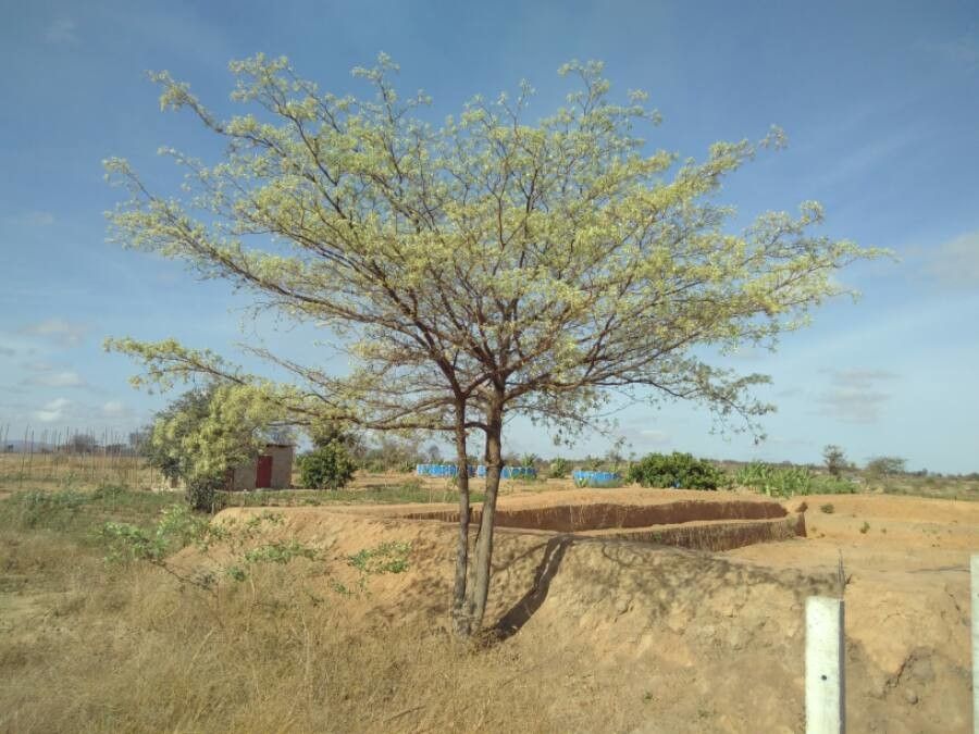 Terminalia sericea habit