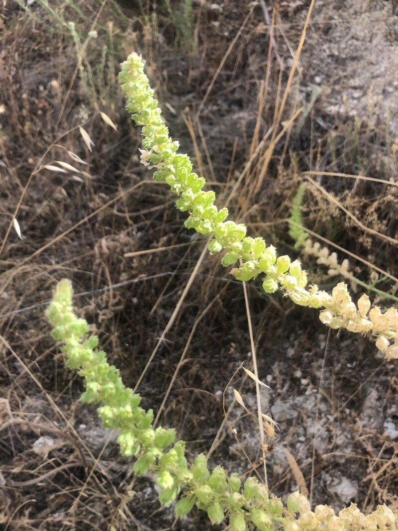 Reseda suffruticosa flower