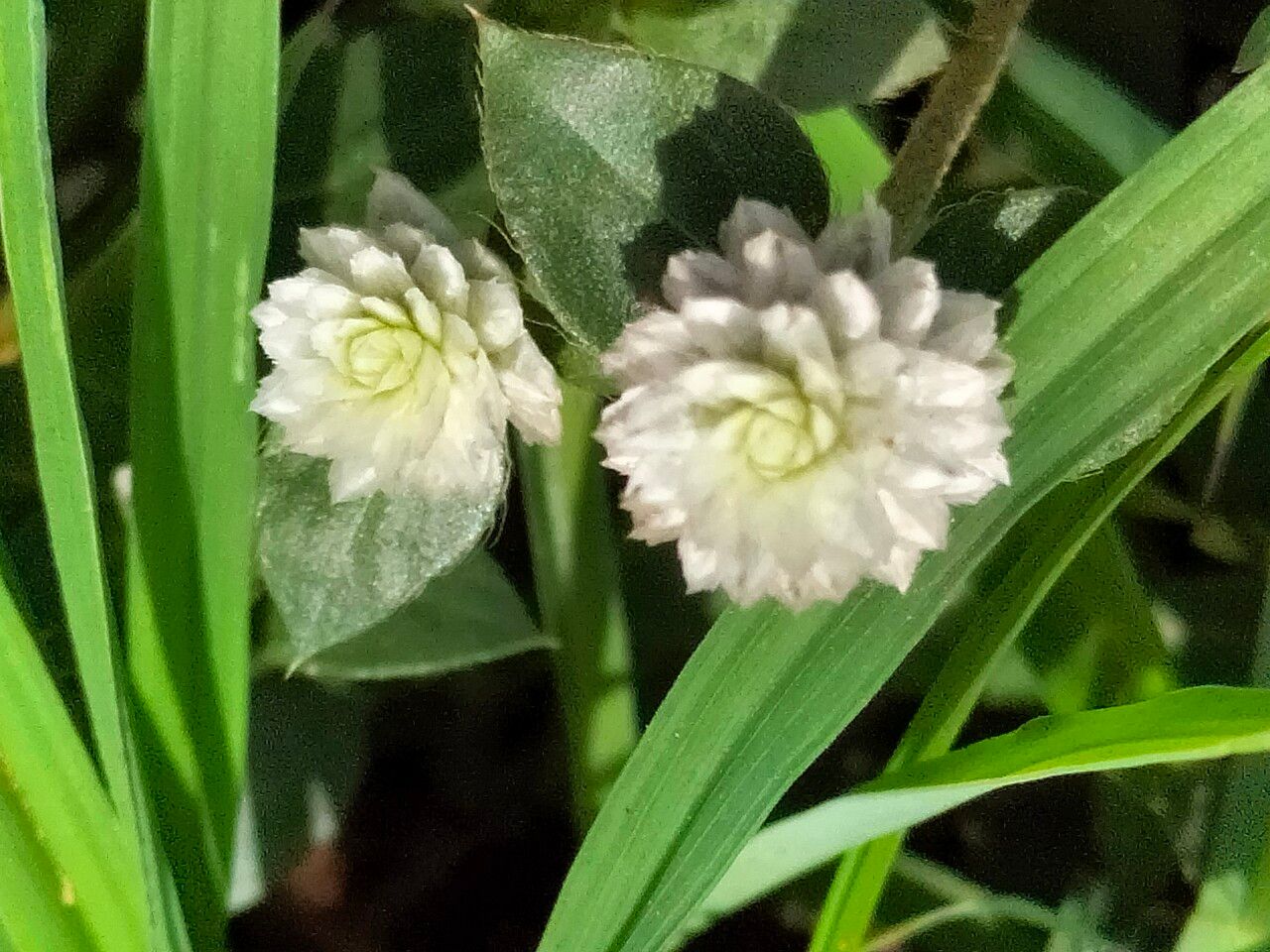 Gomphrena celosioides flower