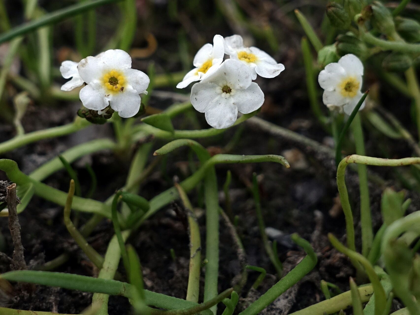 Plagiobothrys corymbosus flower