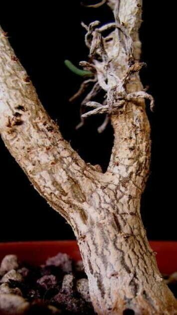 Tylecodon hallii bark