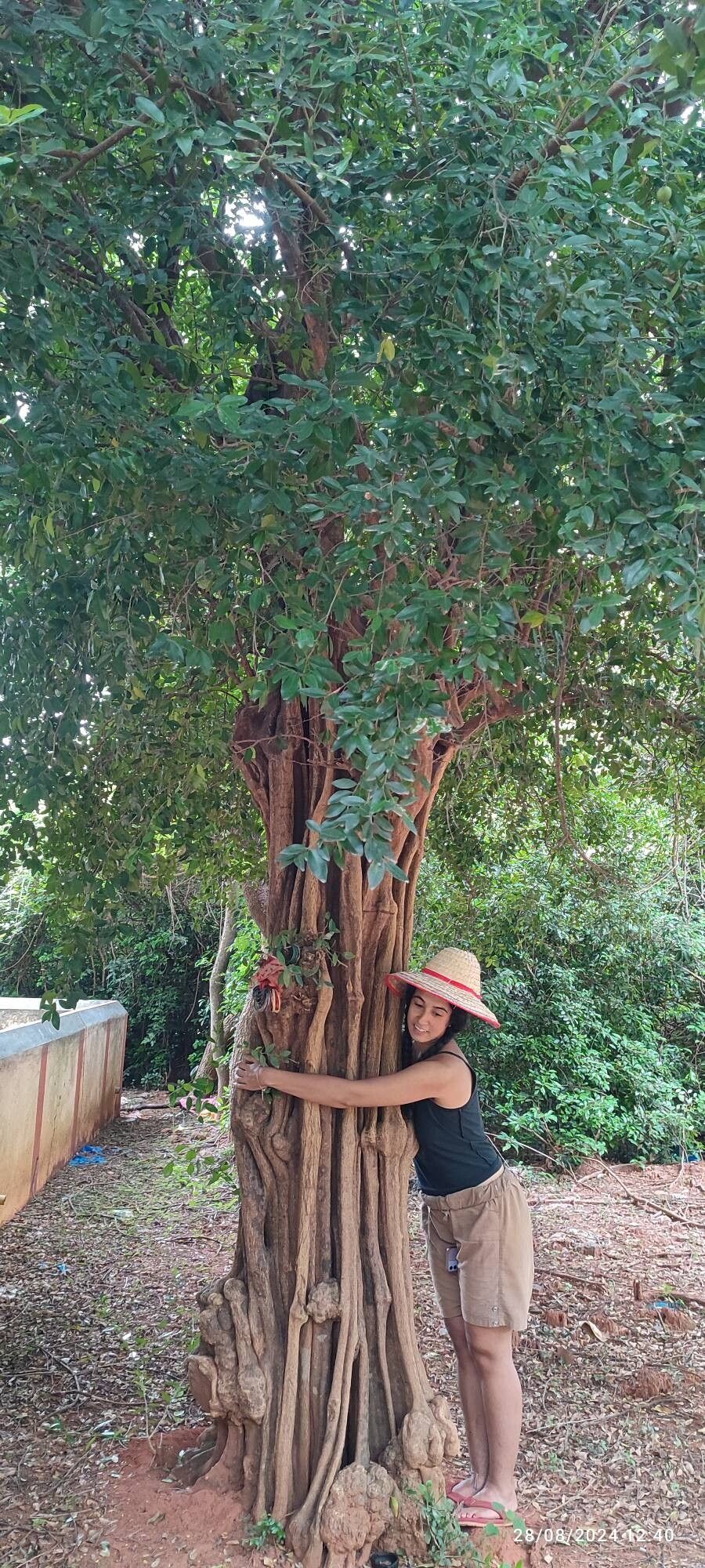 Atalantia monophylla — related species from the same genus