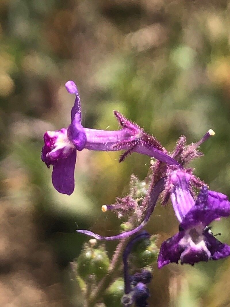 Linaria elegans flower