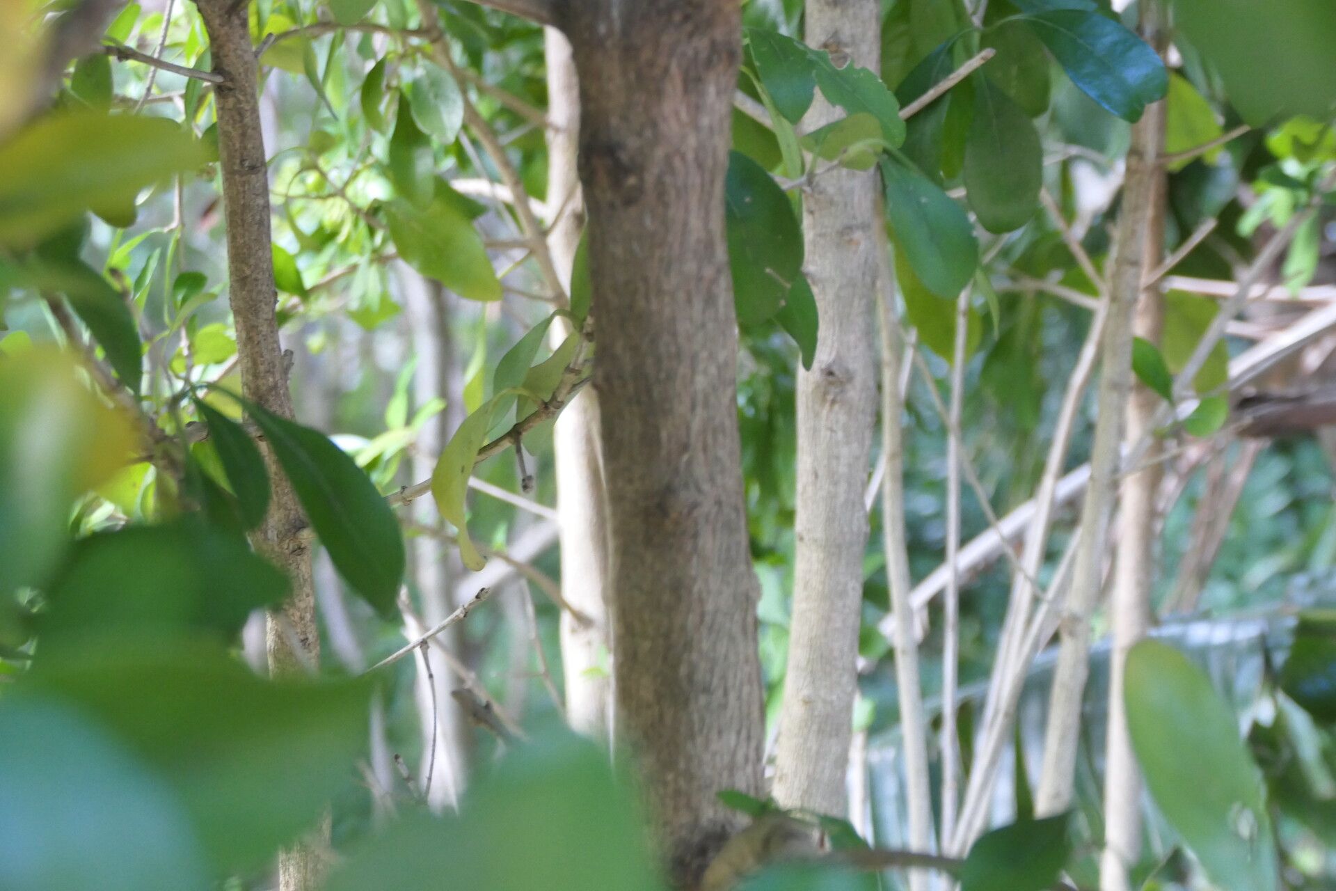 Pavetta revoluta bark