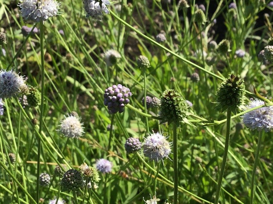 Succisella inflexa fruit
