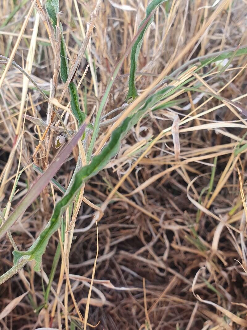 Convolvulus sagittatus leaf