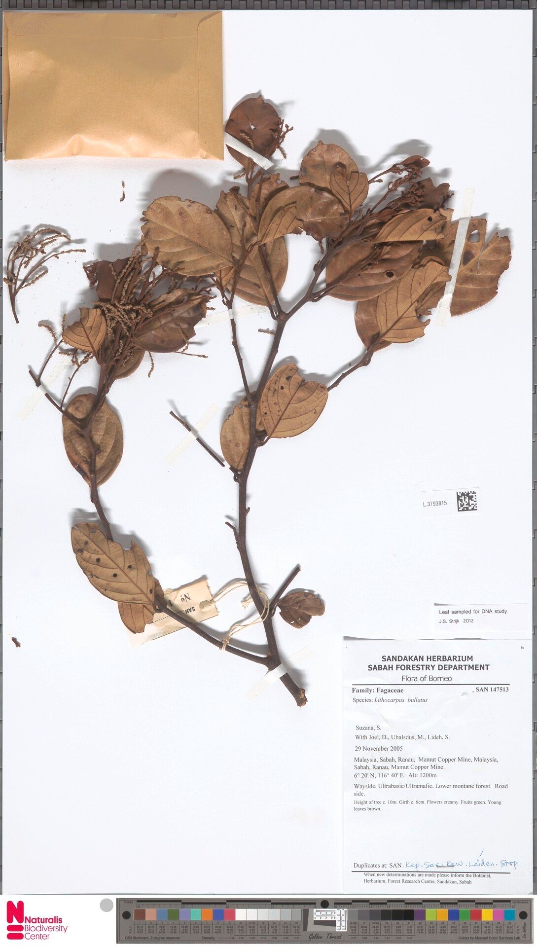 Lithocarpus bullatus — search result for 'Lithocarpus'