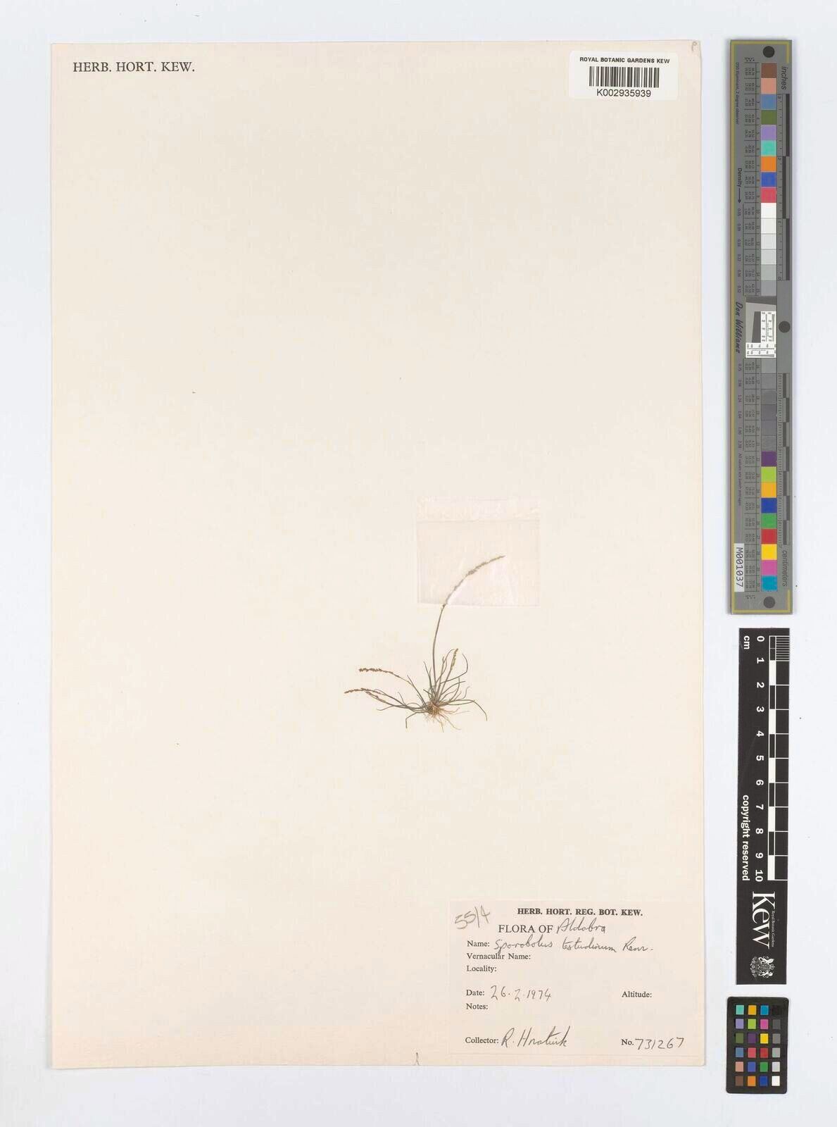 Sporobolus testudinum — houseplant care guide