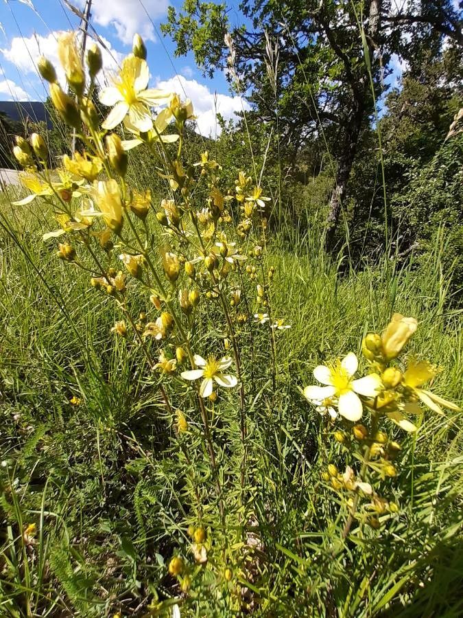 Hypericum hyssopifolium habit