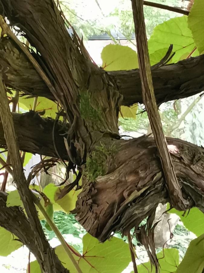 Vitis coignetiae bark