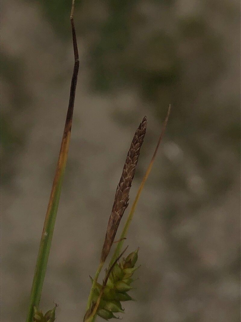 Carex punctata flower