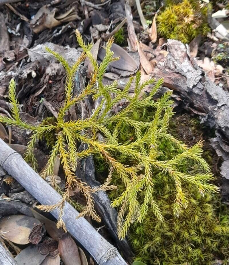 Lycopodium paniculatum habit