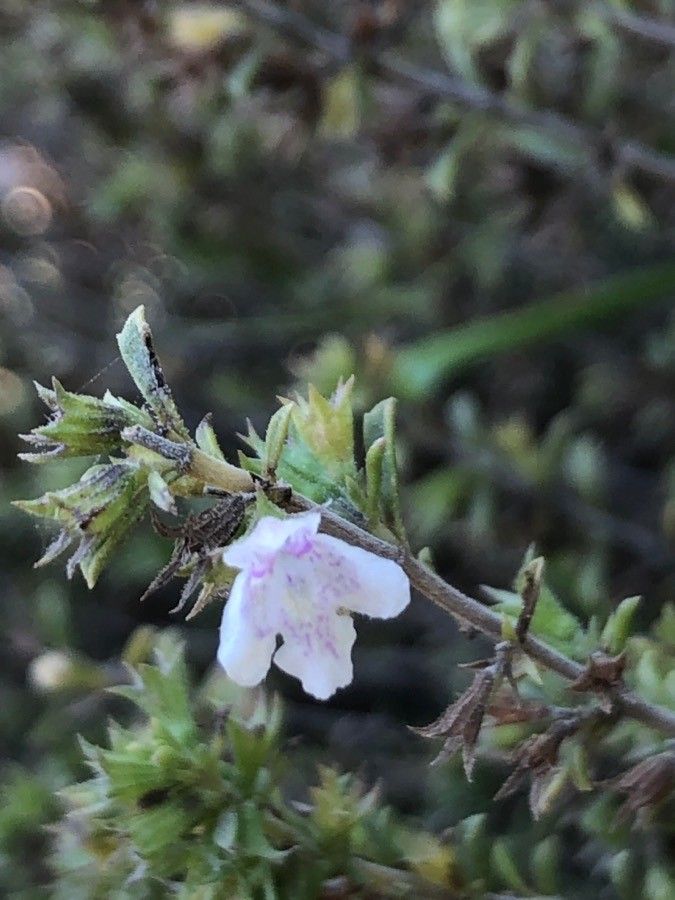 Satureja cuneifolia flower