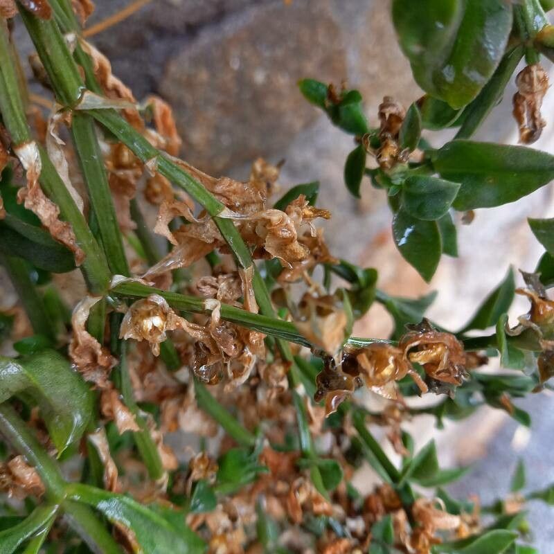 Aptenia cordifolia fruit