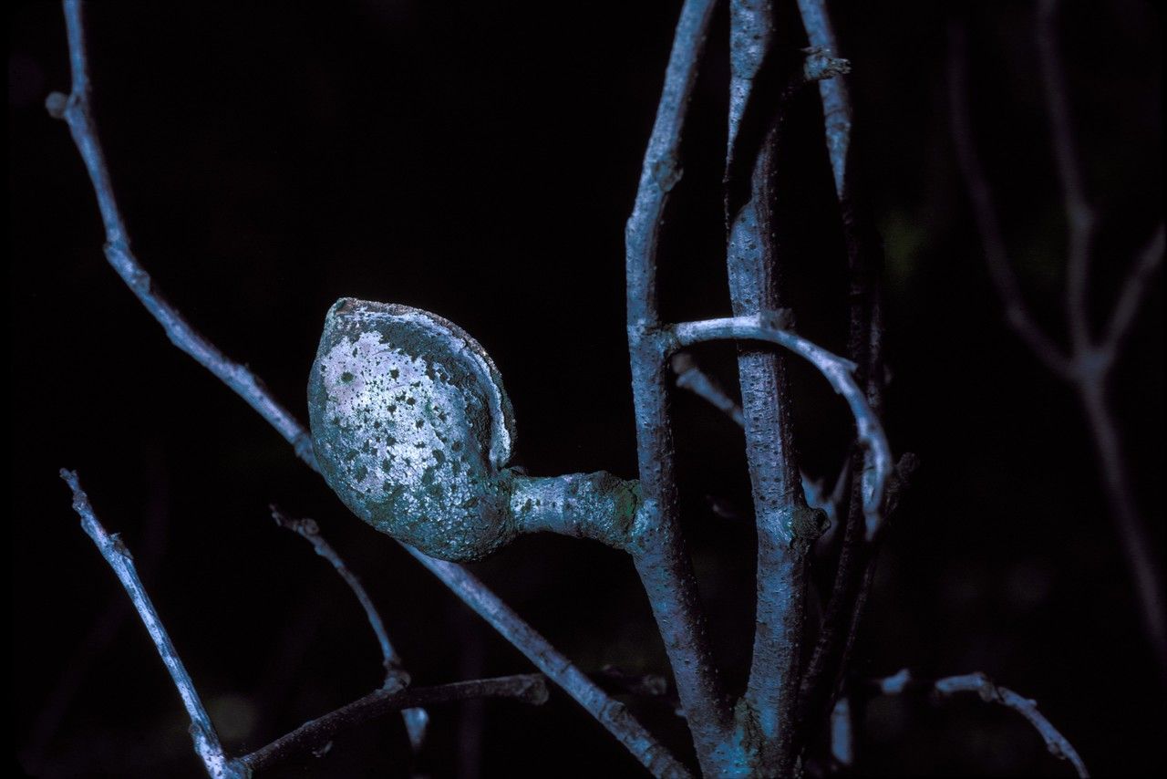 Hakea laurina fruit