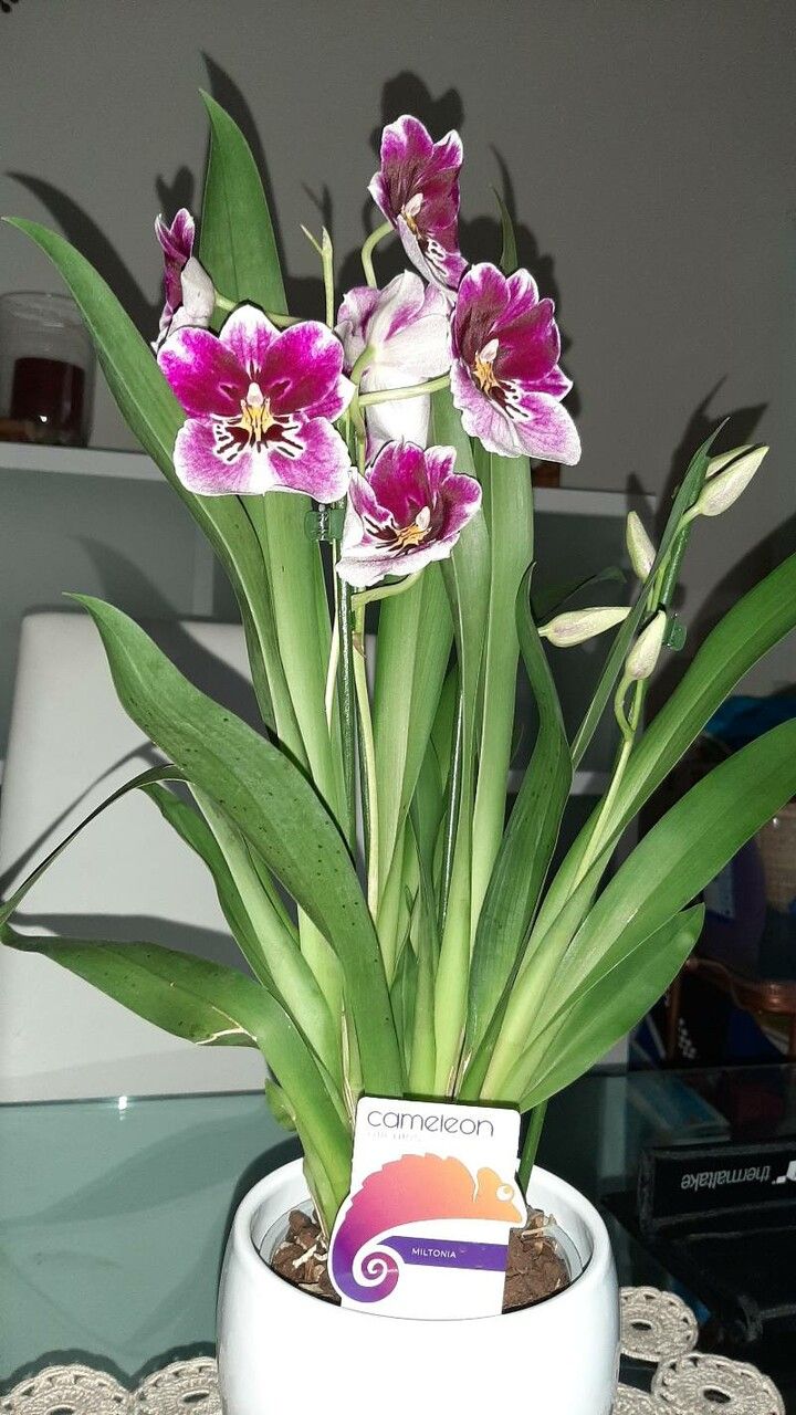 Miltoniopsis phalaenopsis leaf