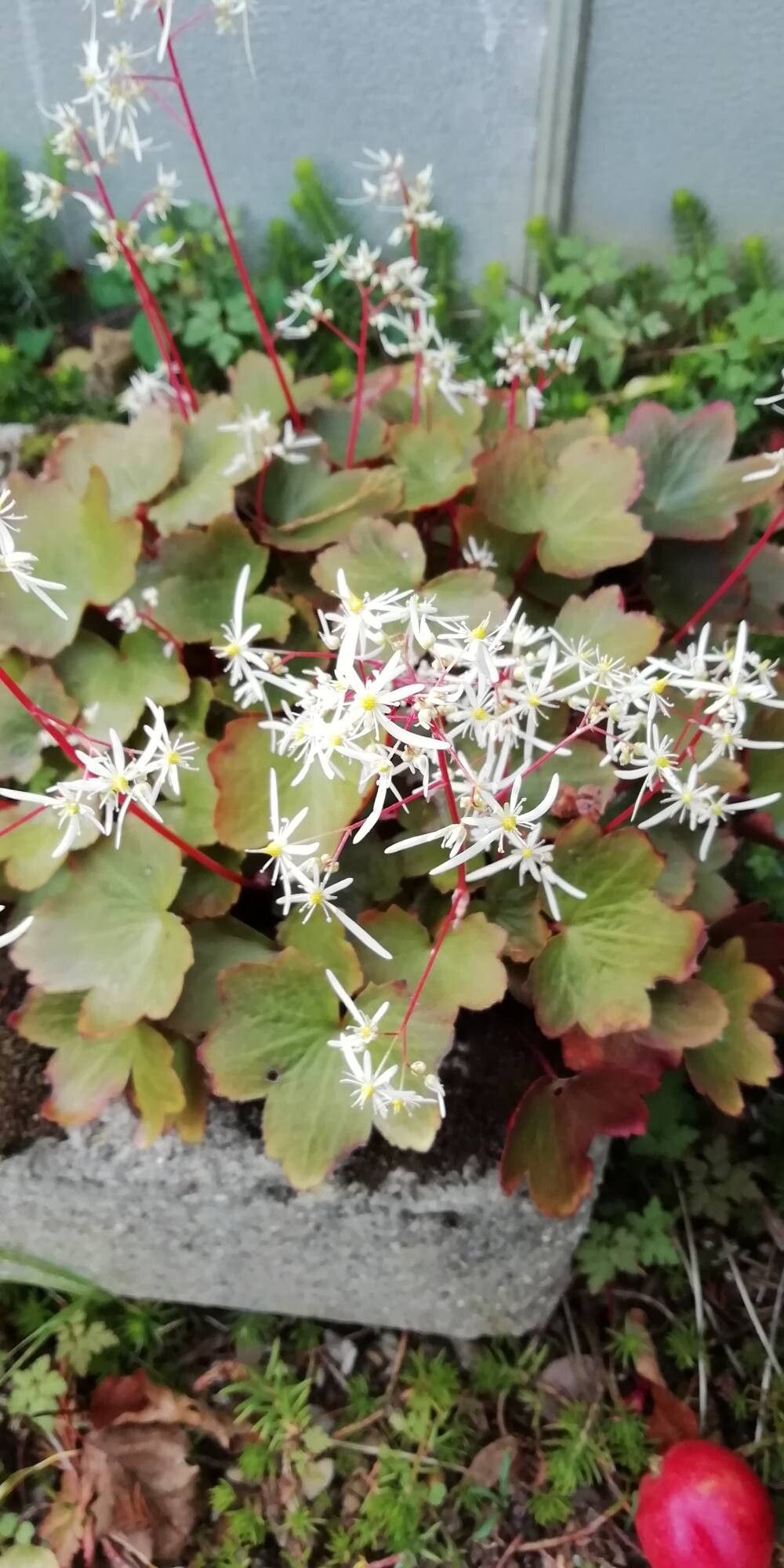 Saxifraga fortunei flower