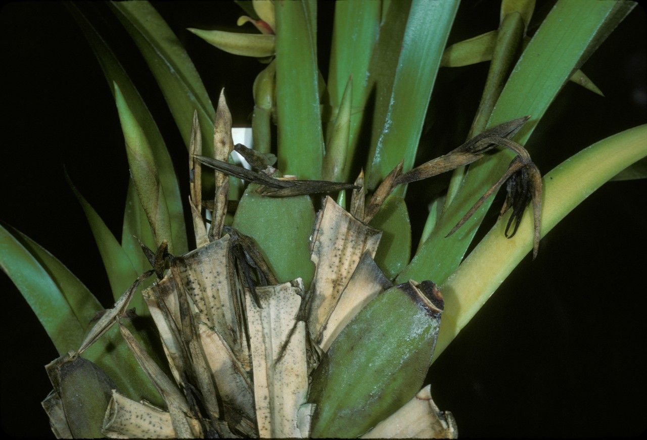 Maxillaria nasuta bark