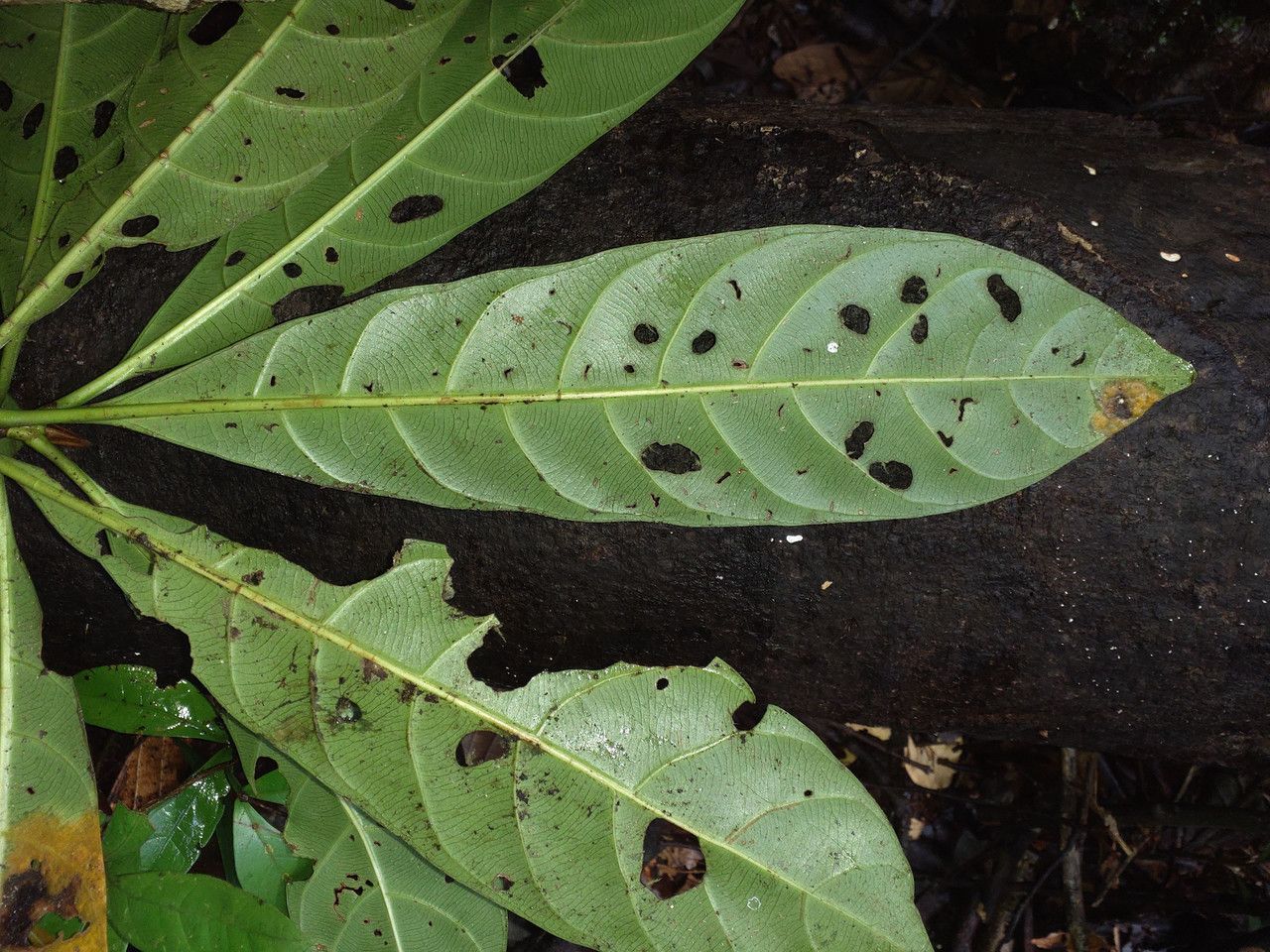 Duroia longiflora — houseplant care guide