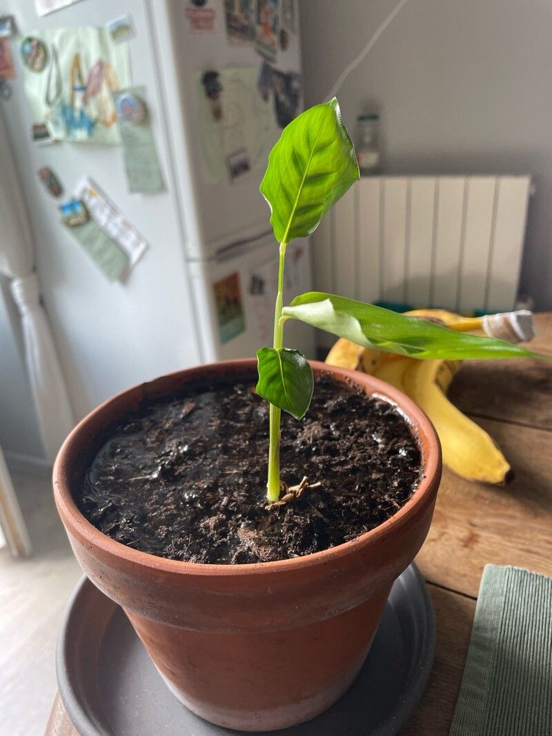 Goeppertia bachemiana habit
