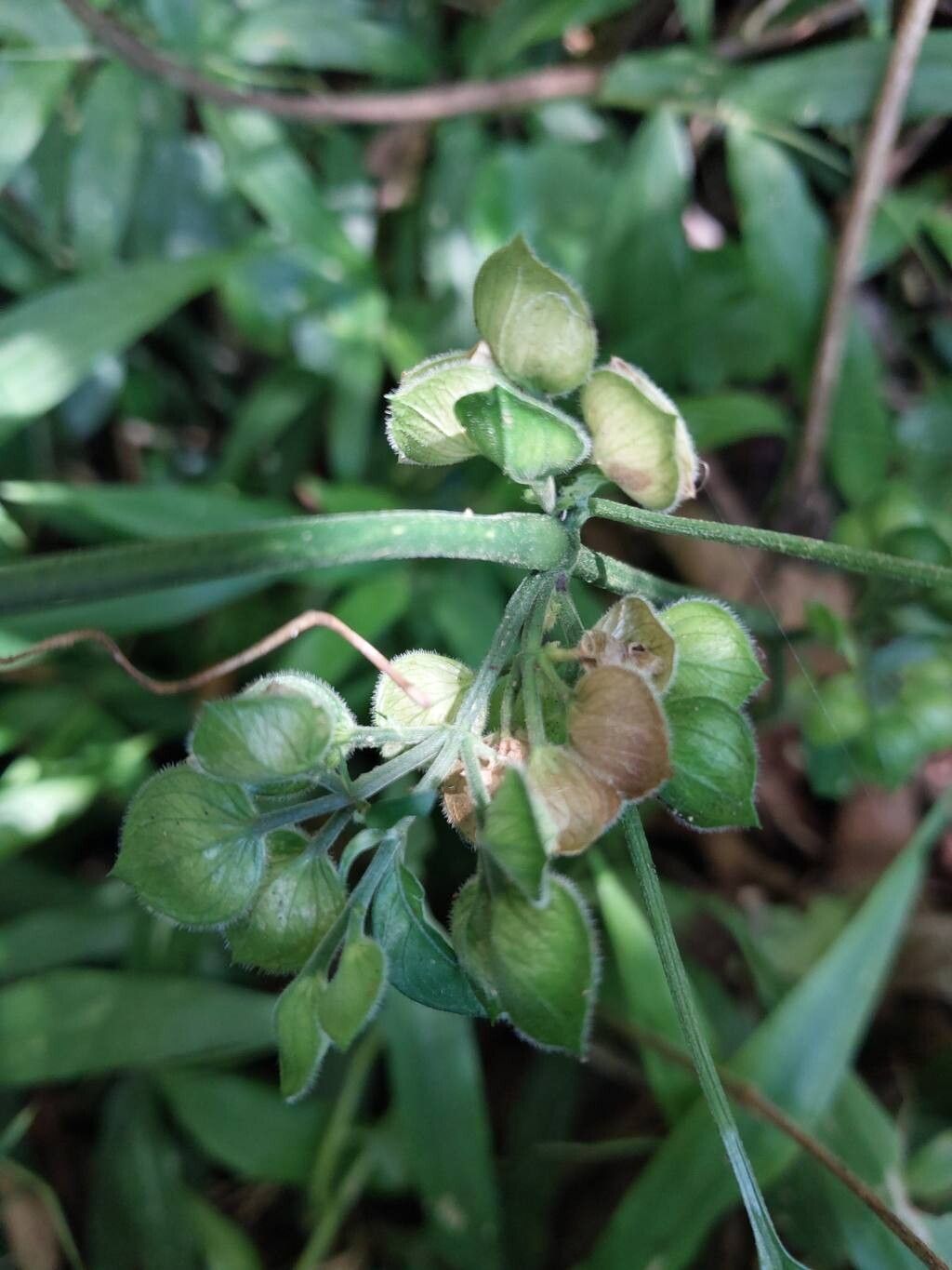 Dicliptera ciliaris flower