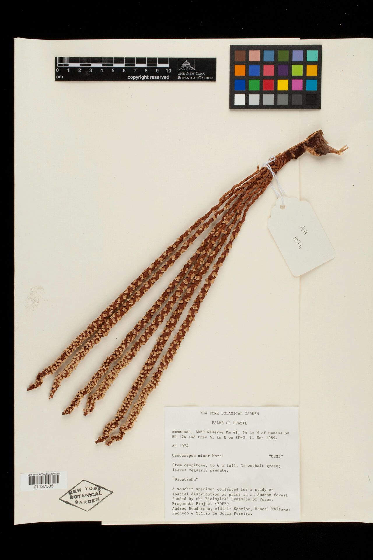 Oenocarpus minor fruit