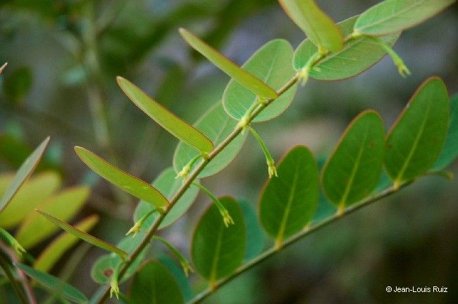 Phyllanthus kouaouaensis flower