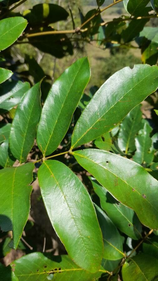 Xylia xylocarpa — houseplant care guide