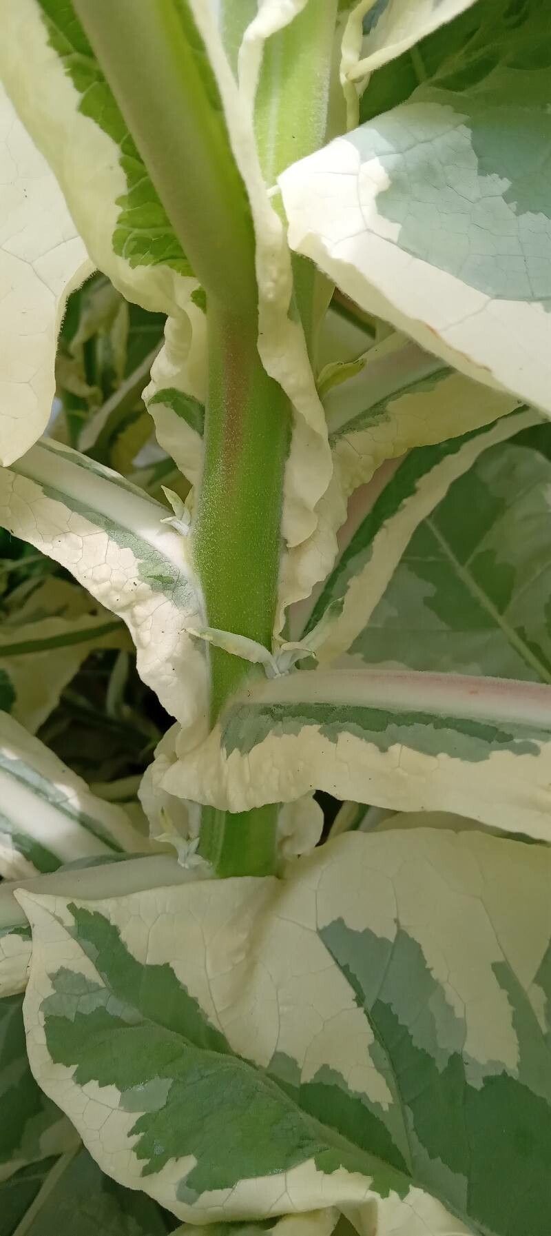 Nicotiana tomentosa bark