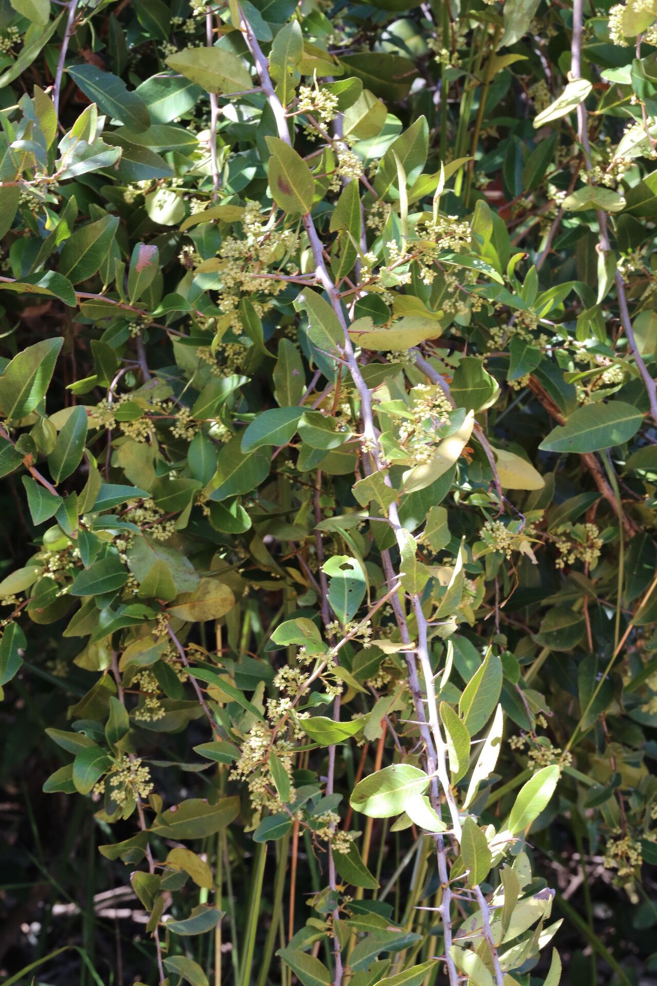 Gymnosporia buchananii habit