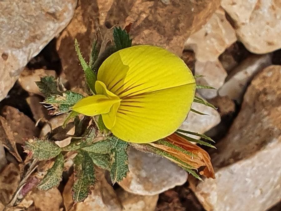 Ononis minutissima flower