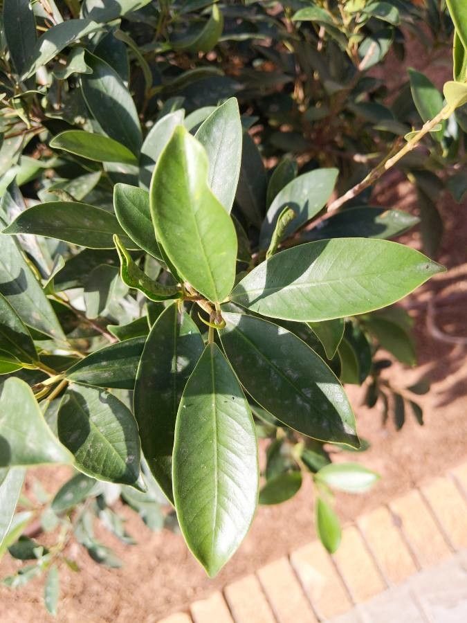 Ilex mitis — search result for 'Ilex'