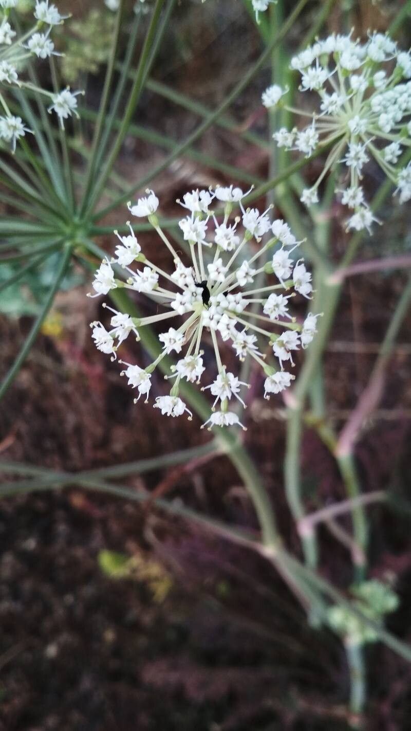 Thapsia gummifera flower