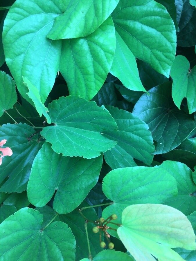 Bauhinia bidentata — related species from the same genus