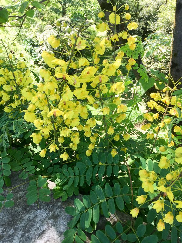 Caesalpinia decapetala flower
