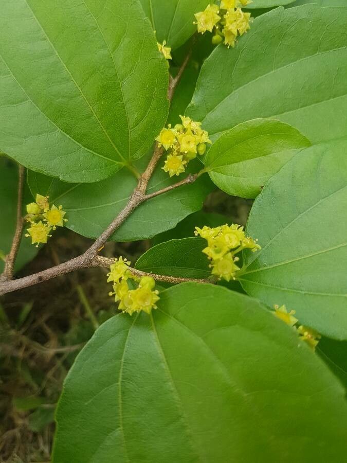 Ziziphus joazeiro flower
