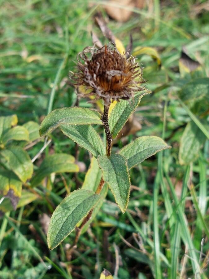 Inula hirta fruit
