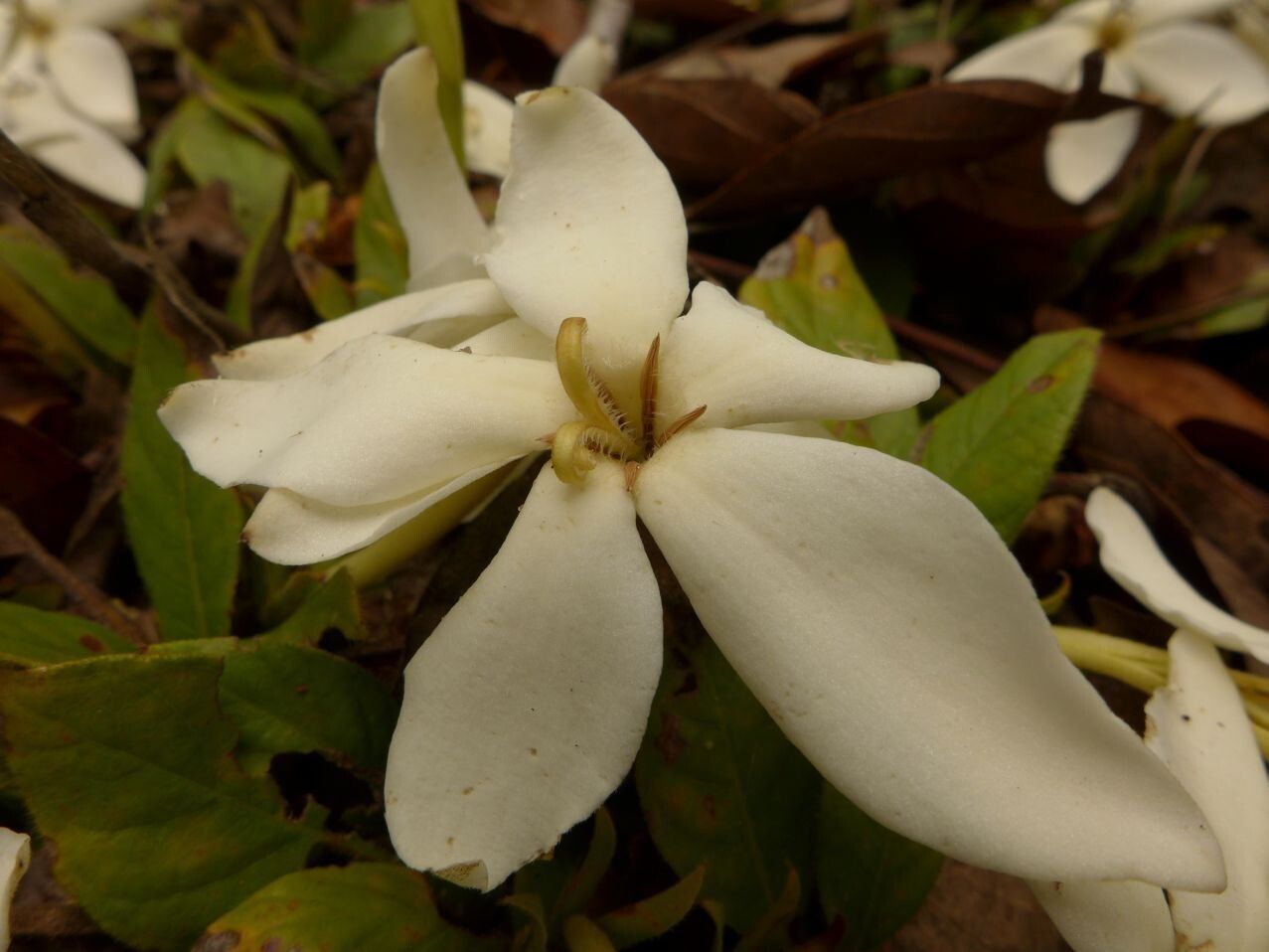 Gardenia subacaulis flower