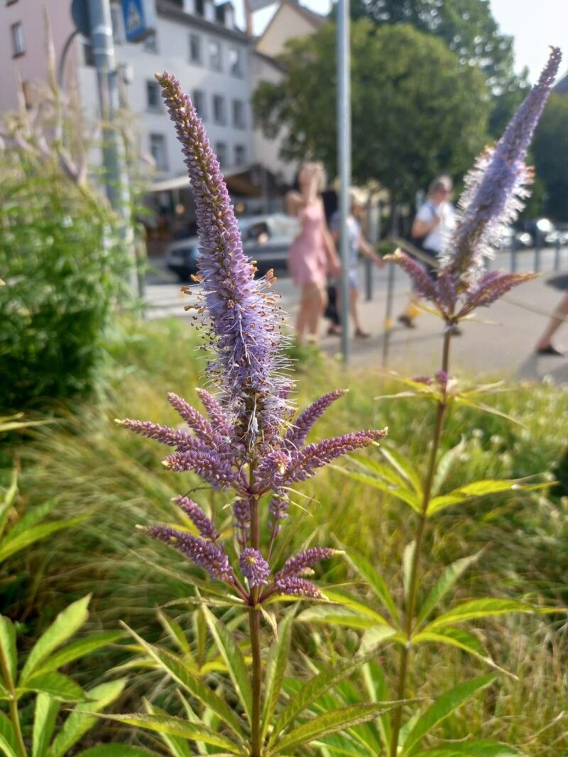 Veronicastrum sibiricum flower