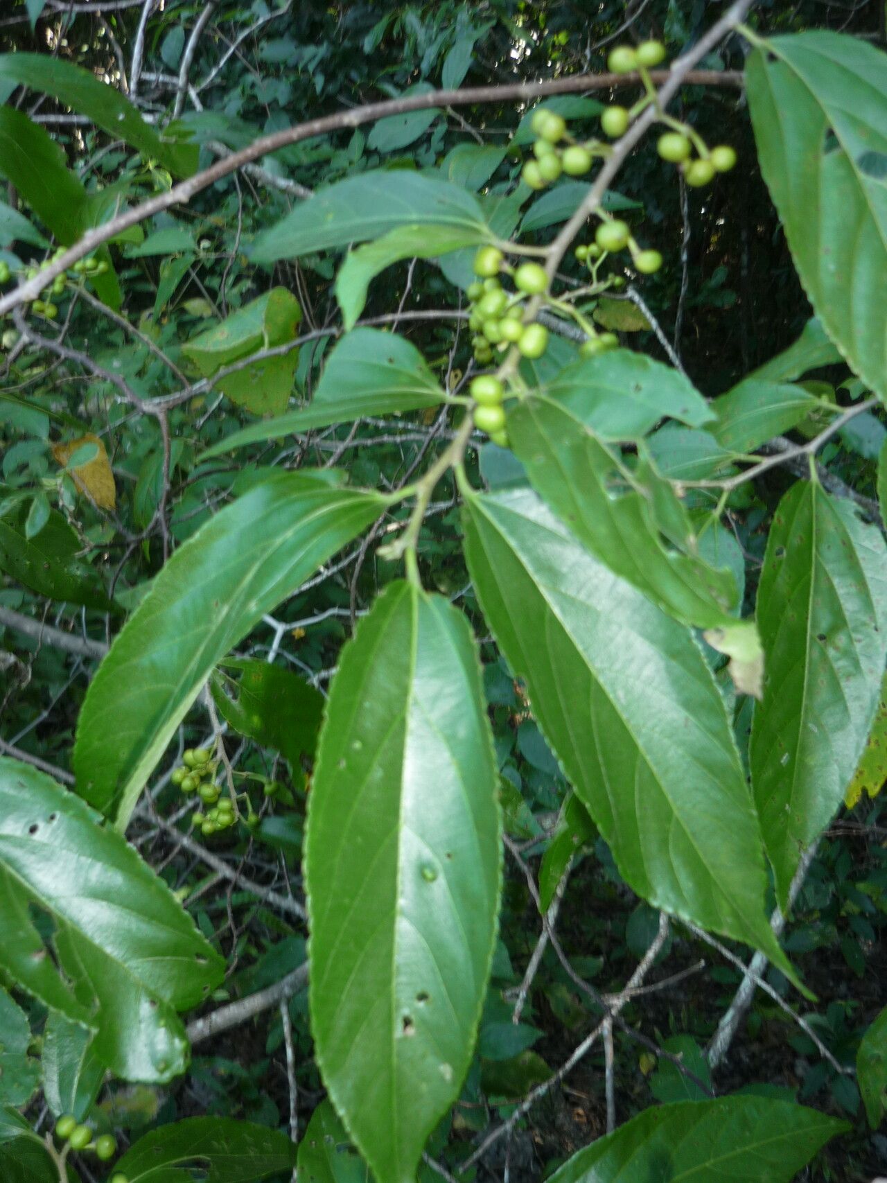 Grewia guazumifolia fruit
