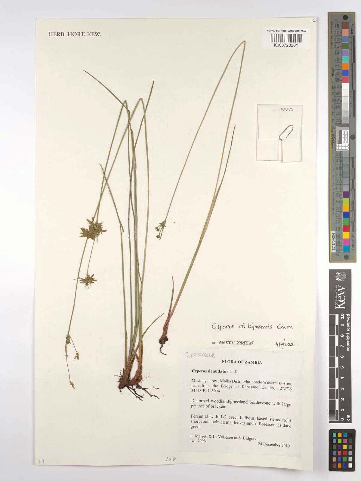 Cyperus kipasensis — houseplant care guide