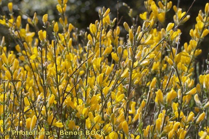 Genista ausetana habit