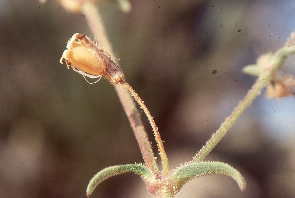 Silene vivianii fruit