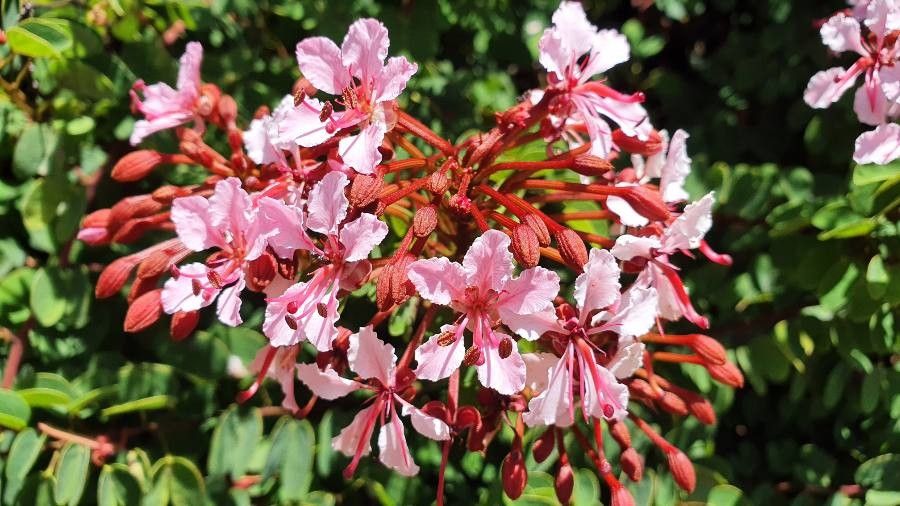 Bauhinia corymbosa — search result for 'Bauhinia'