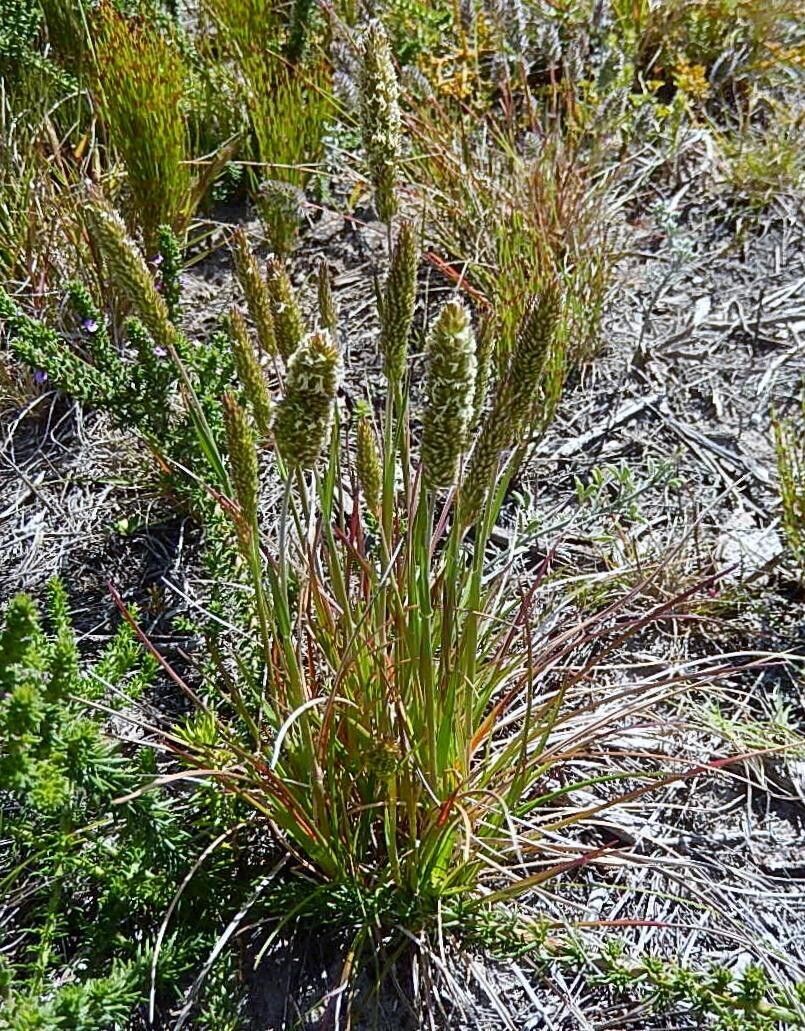 Koeleria capensis — related species from the same genus