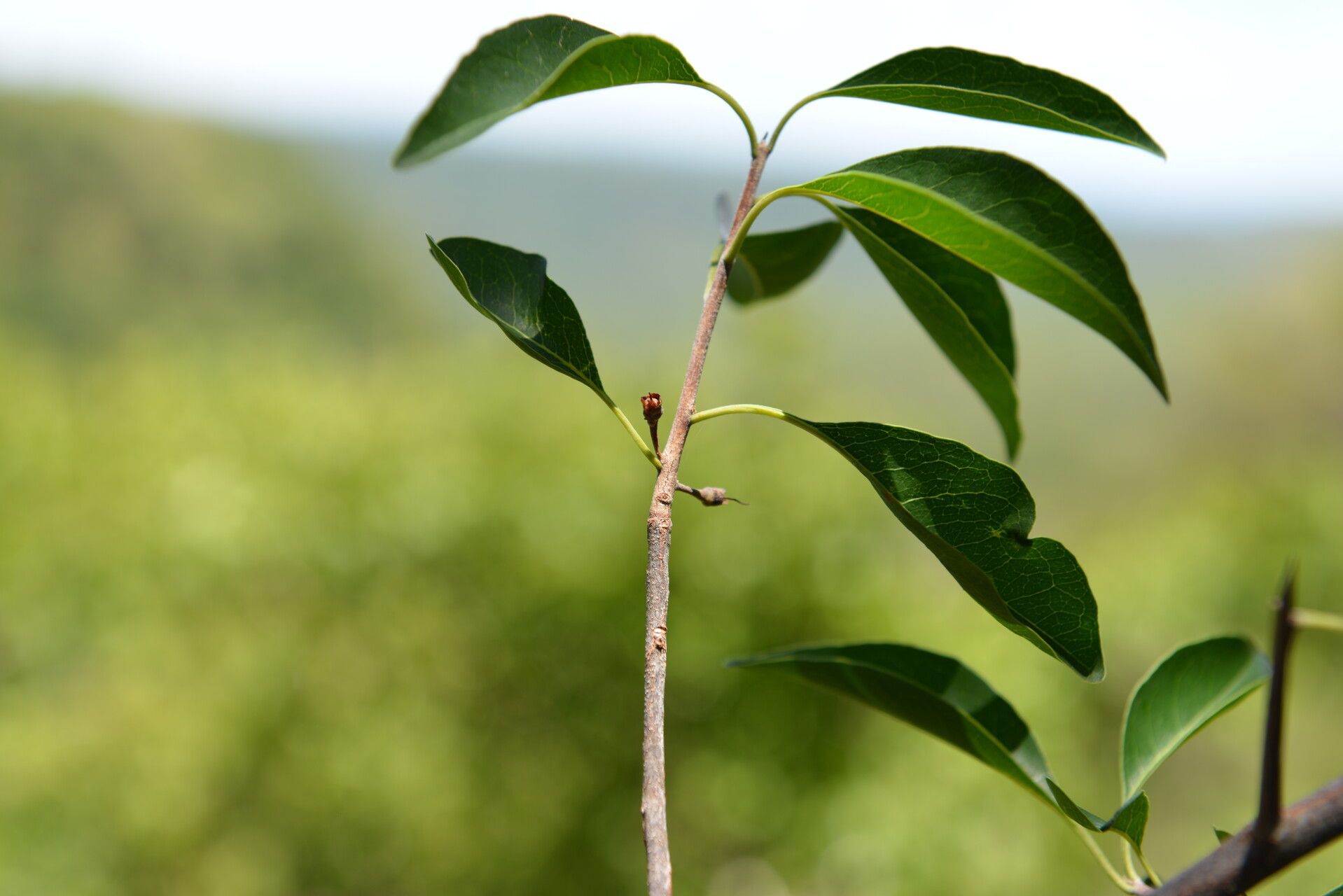 Sideroxylon stenospermum leaf